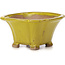 Pot à bonsaï carré jaune par Seto - 90 x 90 x 50 mm