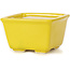 Maceta de bonsái amarilla cuadrada de Seto - 80 x 80 x 50 mm