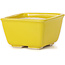 Maceta de bonsái amarilla cuadrada de Seto - 80 x 80 x 45 mm