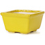 Square yellow bonsai pot by Seto - 85 x 80 x 45 mm