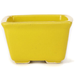 Seto 85 mm square yellow bonsai pot by Seto, Japan