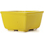 Maceta de bonsái amarilla cuadrada de Seto - 85 x 85 x 50 mm