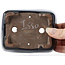 Pot à bonsaï rectangulaire bleu par Issho - 115 x 90 x 35 mm
