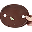 Pot à bonsaï ovale non émaillé par Shibakatsu - 180 x 145 x 25 mm