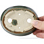 Pot à bonsaï ovale vert par Seto - 100 x 80 x 25 mm