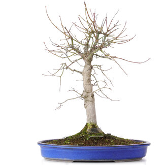 Acer palmatum, 48 cm, ± 20 años