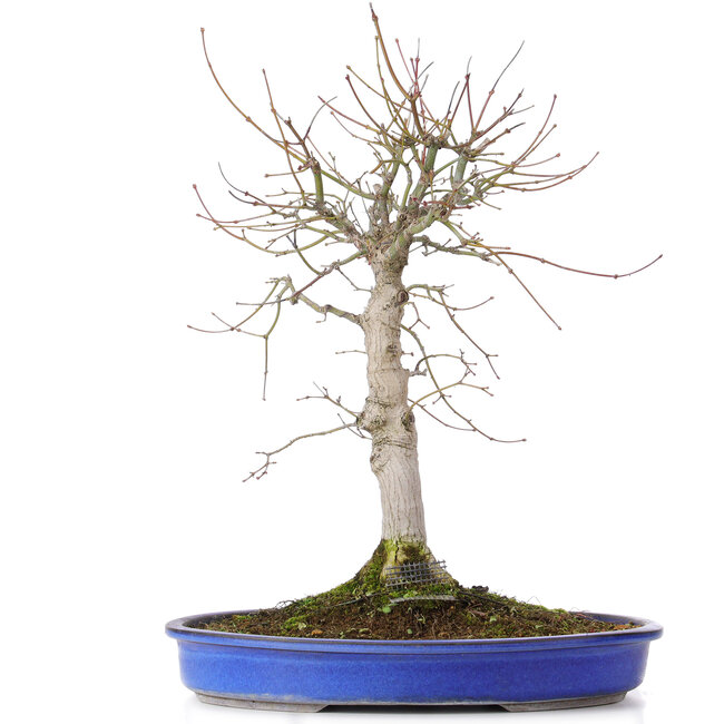 Acer palmatum, 48 cm, ± 20 anni