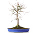 Acer palmatum, 48 cm, ± 20 anni