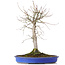 Acer palmatum, 48 cm, ± 20 Jahre alt