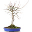 Acer palmatum, 48 cm, ± 20 anni