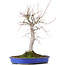 Acer palmatum, 48 cm, ± 20 anni