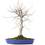 Acer palmatum, 48 cm, ± 20 anni