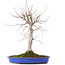Acer palmatum, 48 cm, ± 20 jaar oud