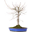 Acer palmatum, 48 cm, ± 20 anni