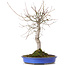 Acer palmatum, 48 cm, ± 20 Jahre alt