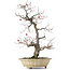 Crataegus cuneata, 57 cm, ± 25 ans, à baies rouges