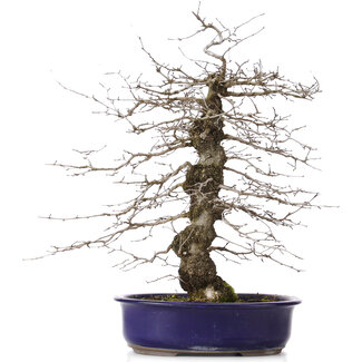 Carpinus coreana, 47 cm, ± 15 jaar oud