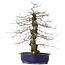 Carpinus coreana, 47 cm, ± 15 jaar oud