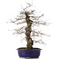 Carpinus coreana, 47 cm, ± 15 jaar oud