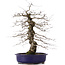 Carpinus coreana, 47 cm, ± 15 jaar oud