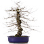 Carpinus coreana, 47 cm, ± 15 jaar oud