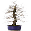 Carpinus coreana, 47 cm, ± 15 jaar oud