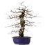 Carpinus coreana, 47 cm, ± 15 Jahre alt