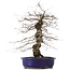 Carpinus coreana, 47 cm, ± 15 Jahre alt