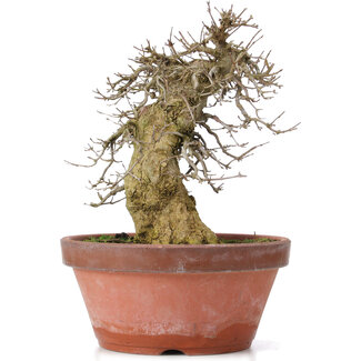 Acer buergerianum, 30,5 cm, ± 20 jaar oud