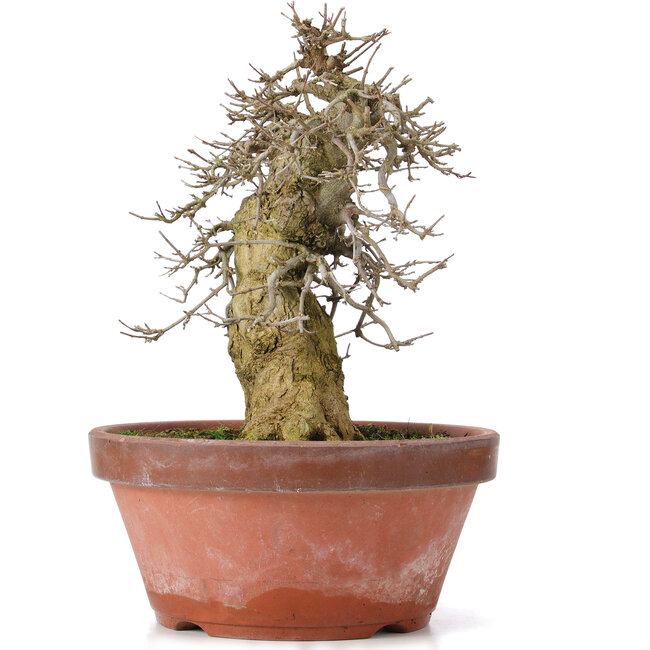 Acer buergerianum, 30,5 cm, ± 20 years old