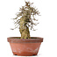Acer buergerianum, 30,5 cm, ± 20 años