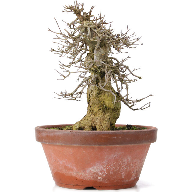 Acer buergerianum, 30,5 cm, ± 20 ans