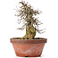Acer buergerianum, 30,5 cm, ± 20 años