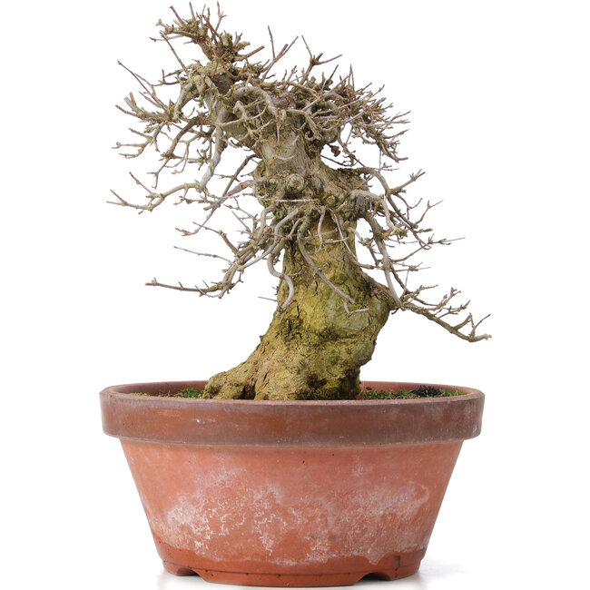 Acer buergerianum, 30,5 cm, ± 20 jaar oud