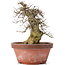 Acer buergerianum, 30,5 cm, ± 20 años