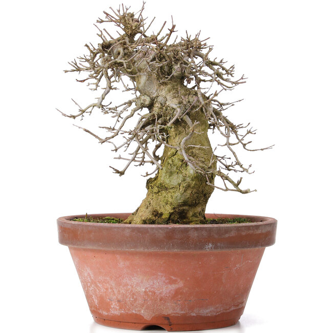 Acer buergerianum, 30,5 cm, ± 20 jaar oud