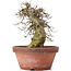 Acer buergerianum, 30,5 cm, ± 20 años