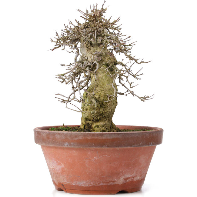 Acer buergerianum, 30,5 cm, ± 20 ans