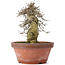 Acer buergerianum, 30,5 cm, ± 20 años