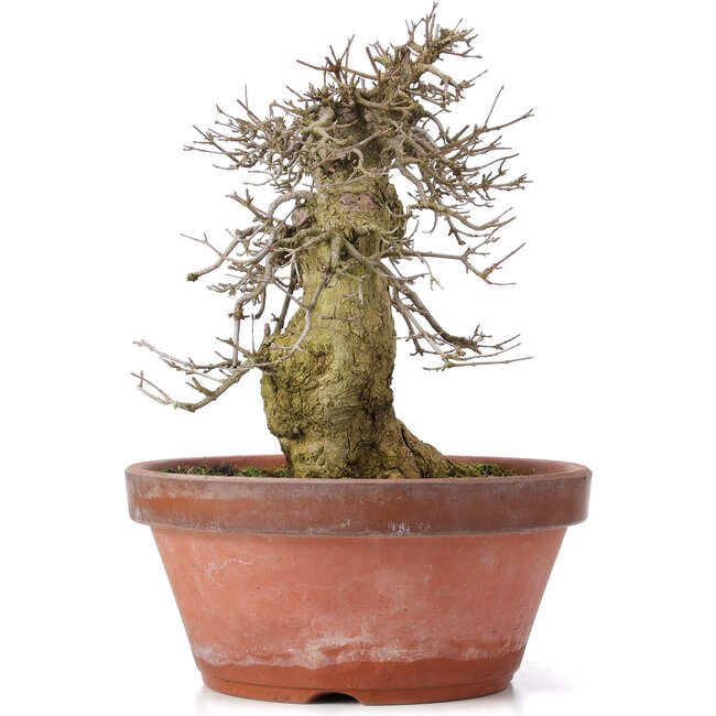 Acer buergerianum, 30,5 cm, ± 20 ans