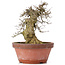 Acer buergerianum, 30,5 cm, ± 20 años