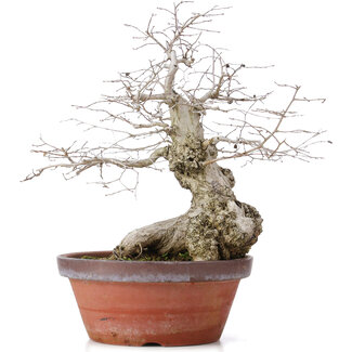 Carpinus coreana, 36,5 cm, ± 30 anni