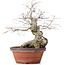 Carpinus coreana, 36,5 cm, ± 30 ans