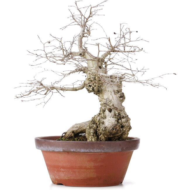 Carpinus coreana, 36,5 cm, ± 30 Jahre alt