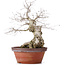 Carpinus coreana, 36,5 cm, ± 30 jaar oud