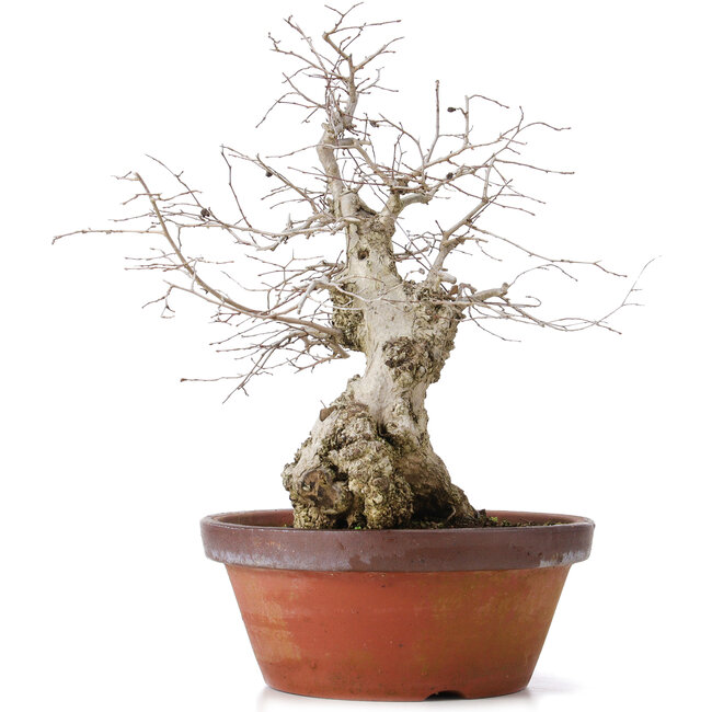 Carpinus coreana, 36,5 cm, ± 30 years old