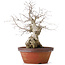 Carpinus coreana, 36,5 cm, ± 30 anni