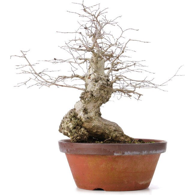 Carpinus coreana, 36,5 cm, ± 30 ans