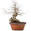 Carpinus coreana, 36,5 cm, ± 30 anni