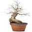 Carpinus coreana, 36,5 cm, ± 30 anni